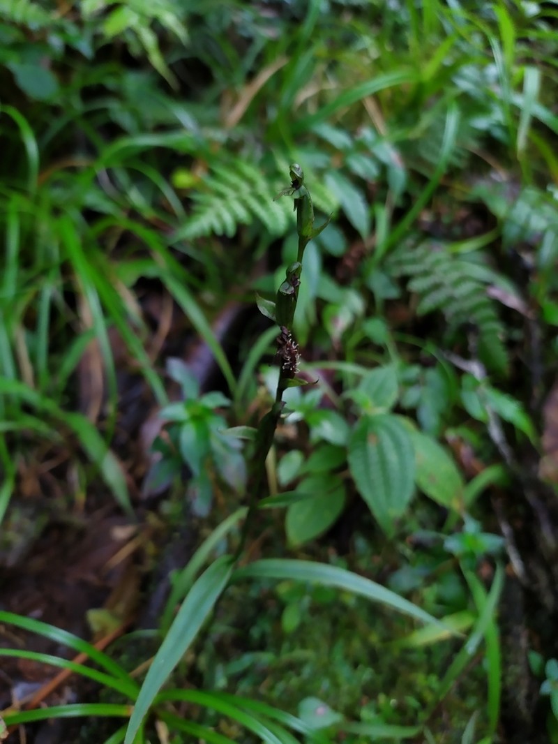 Guadeloupe Bog Orchid photo 4