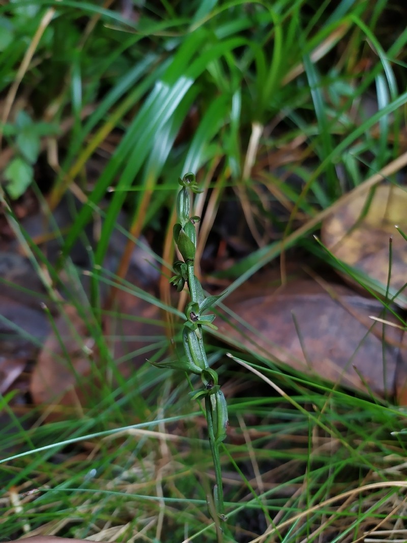 Guadeloupe Bog Orchid photo 5