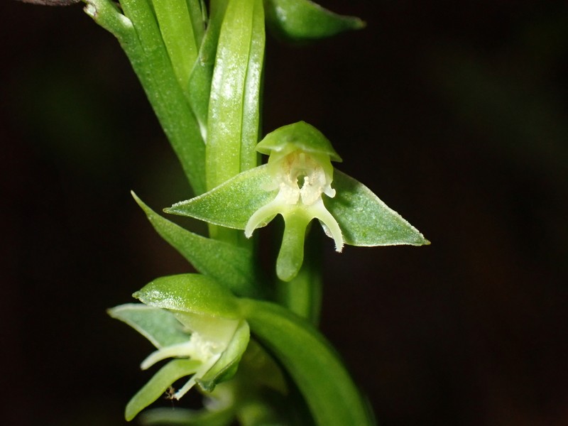 Guadeloupe Bog Orchid photo 6