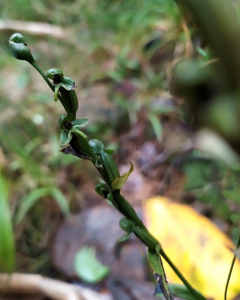 Guadeloupe Bog Orchid photo 7
