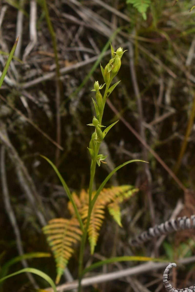 Guadeloupe Bog Orchid photo 8