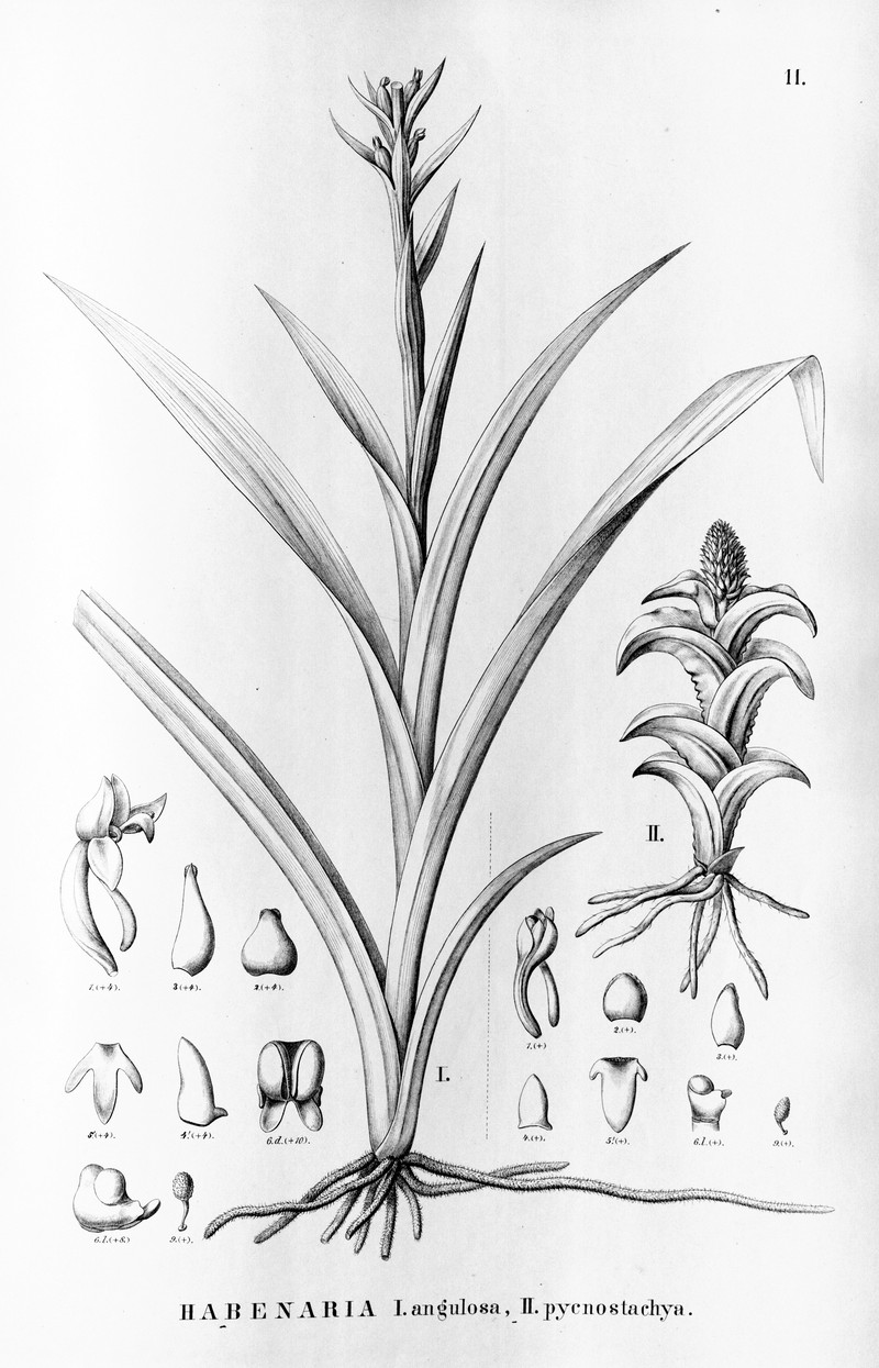 Habenaria brasiliensis