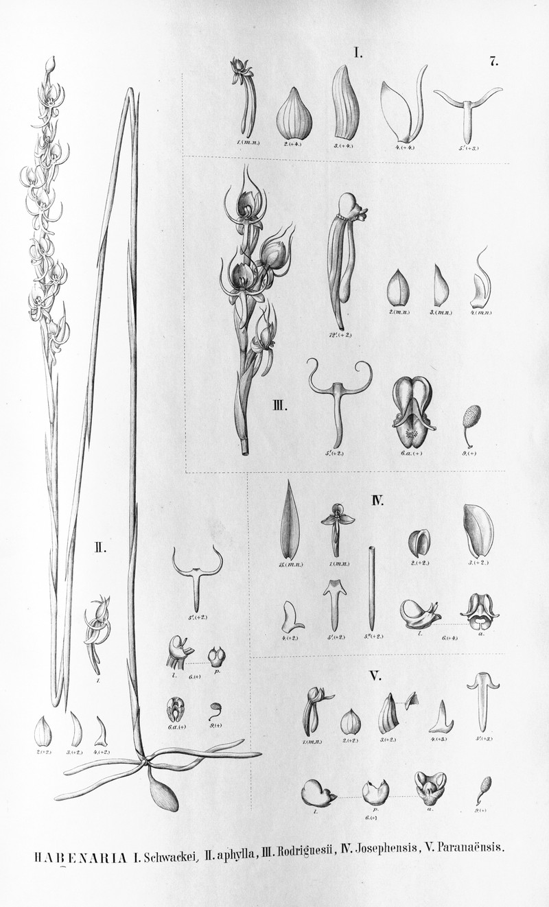 Habenaria brasiliensis photo 2