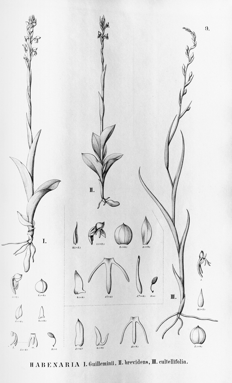 Habenaria brasiliensis photo 3