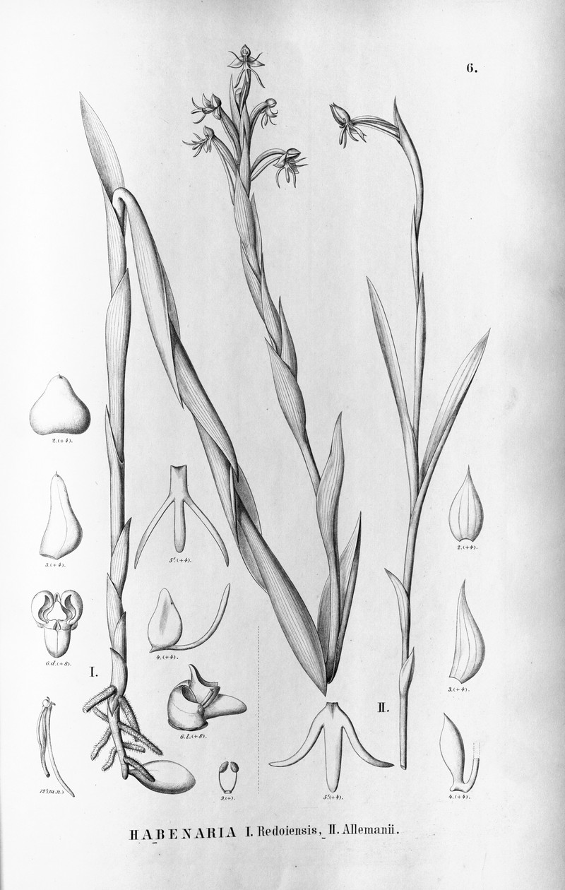 Habenaria brasiliensis photo 4