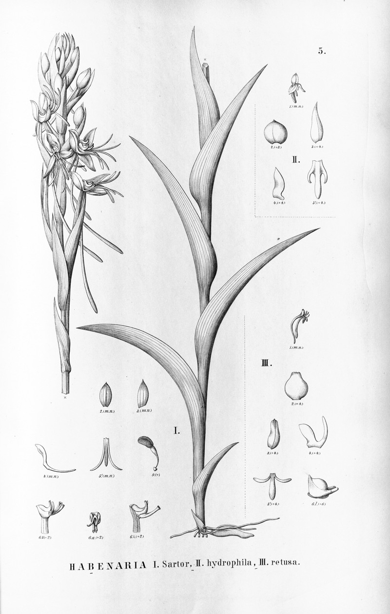 Habenaria brasiliensis photo 5