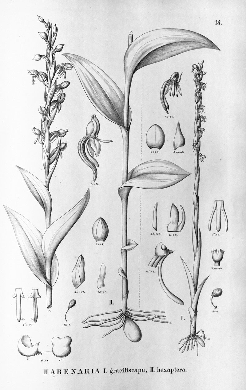 Habenaria brasiliensis photo 6