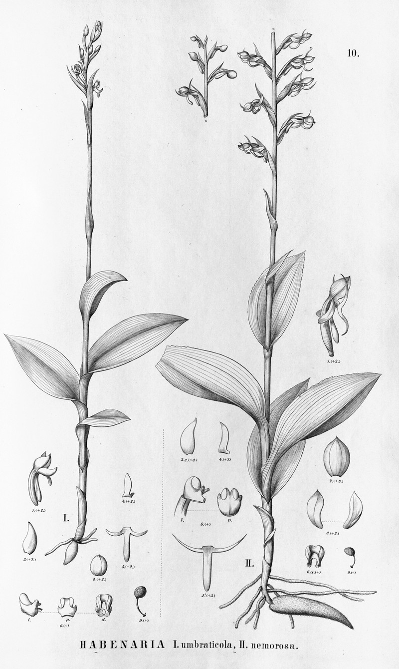 Habenaria brasiliensis photo 7