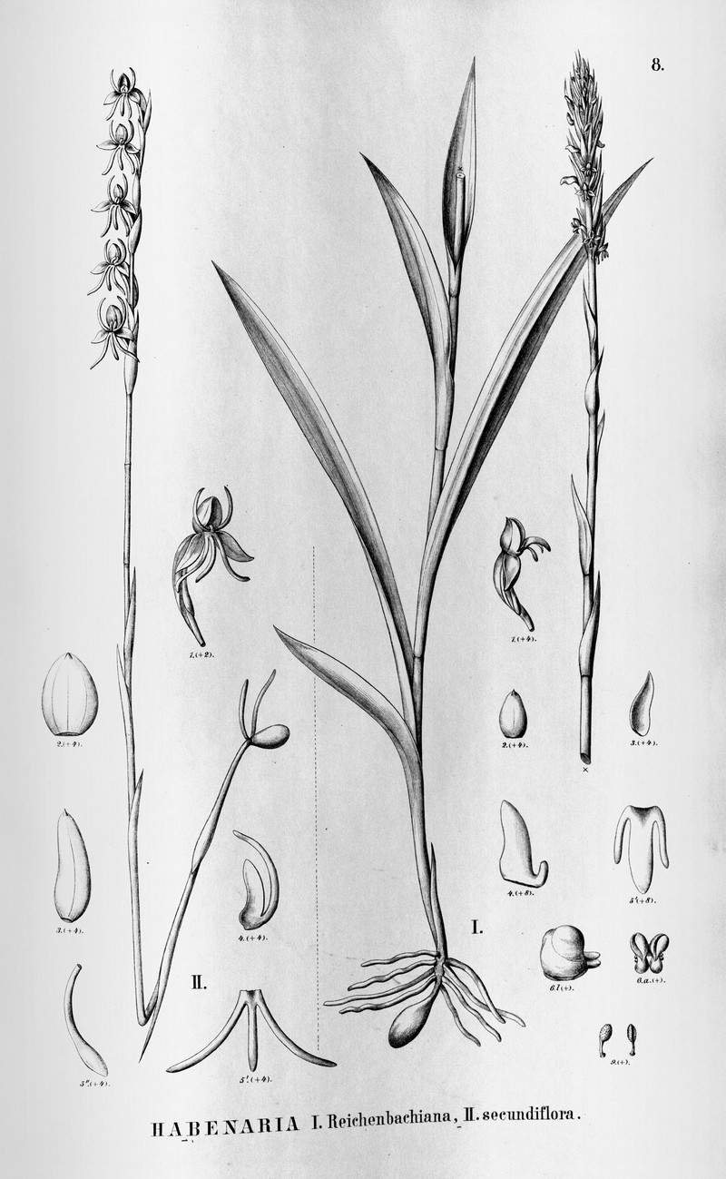 Habenaria brasiliensis photo 8