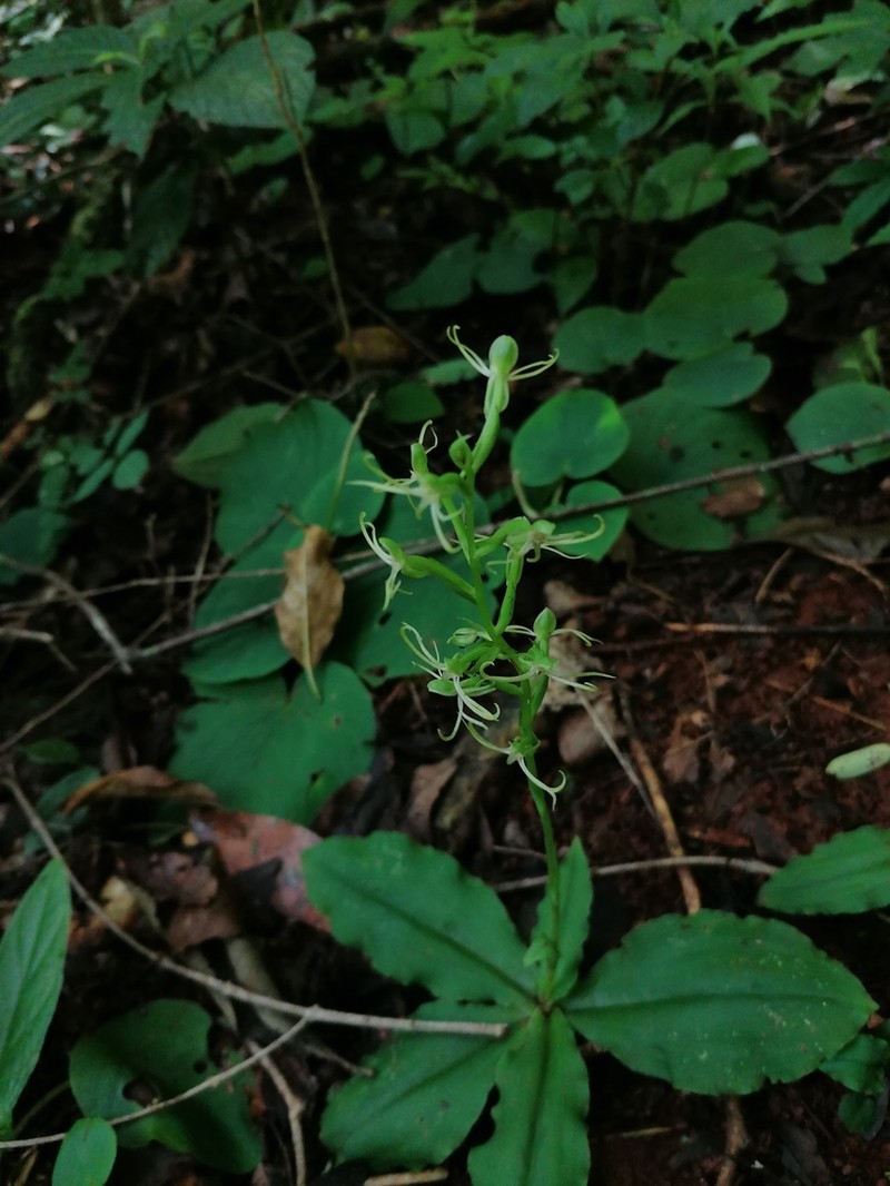 Hammock Bog Orchid