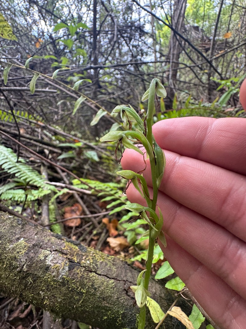 Hammock Bog Orchid photo 2