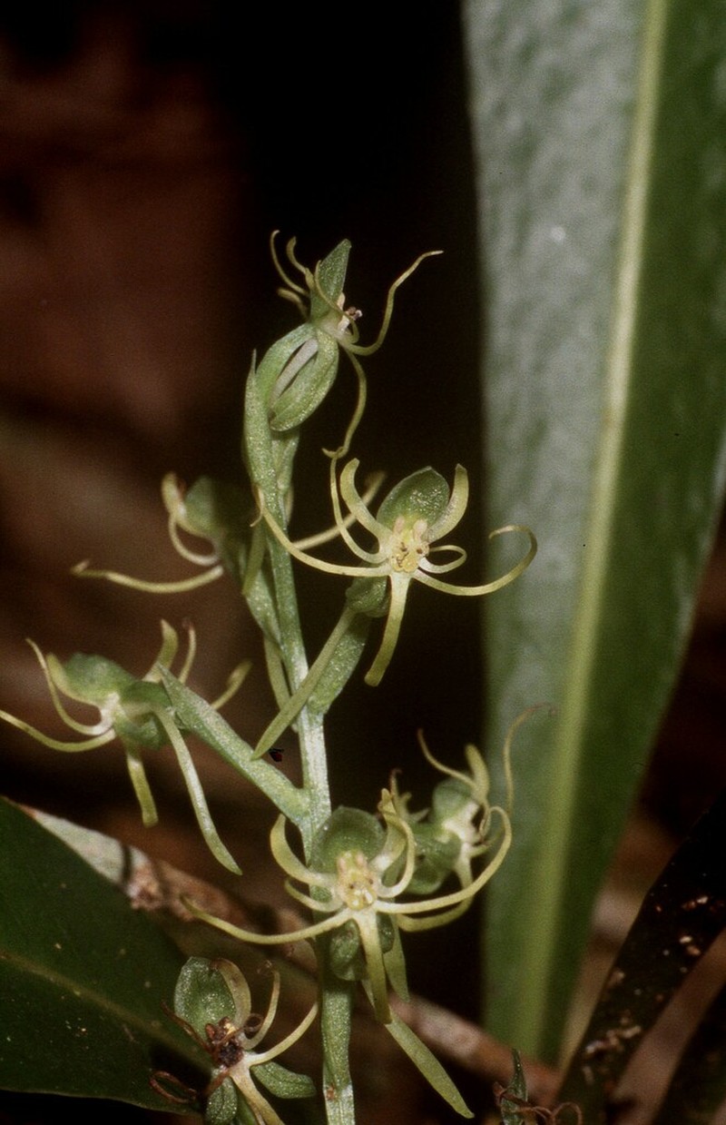 Hammock Bog Orchid photo 3