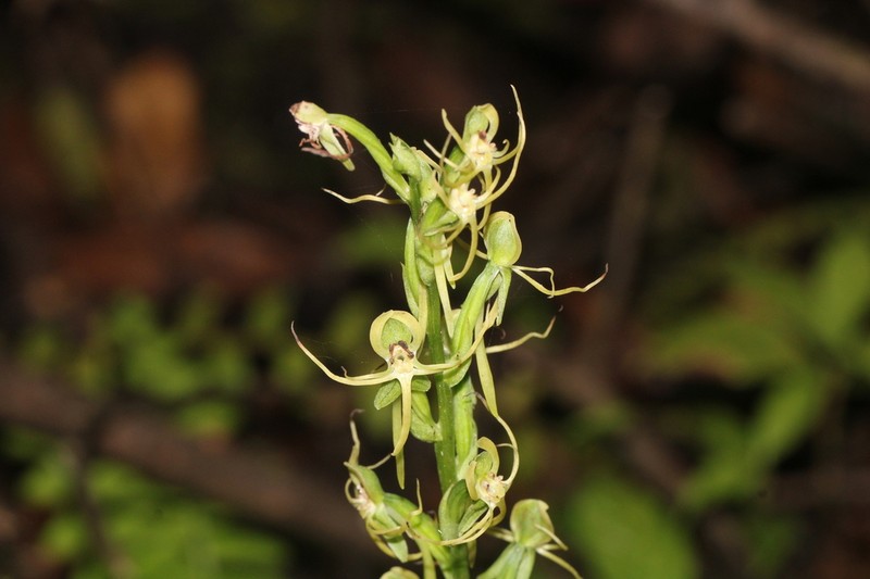 Hammock Bog Orchid photo 4