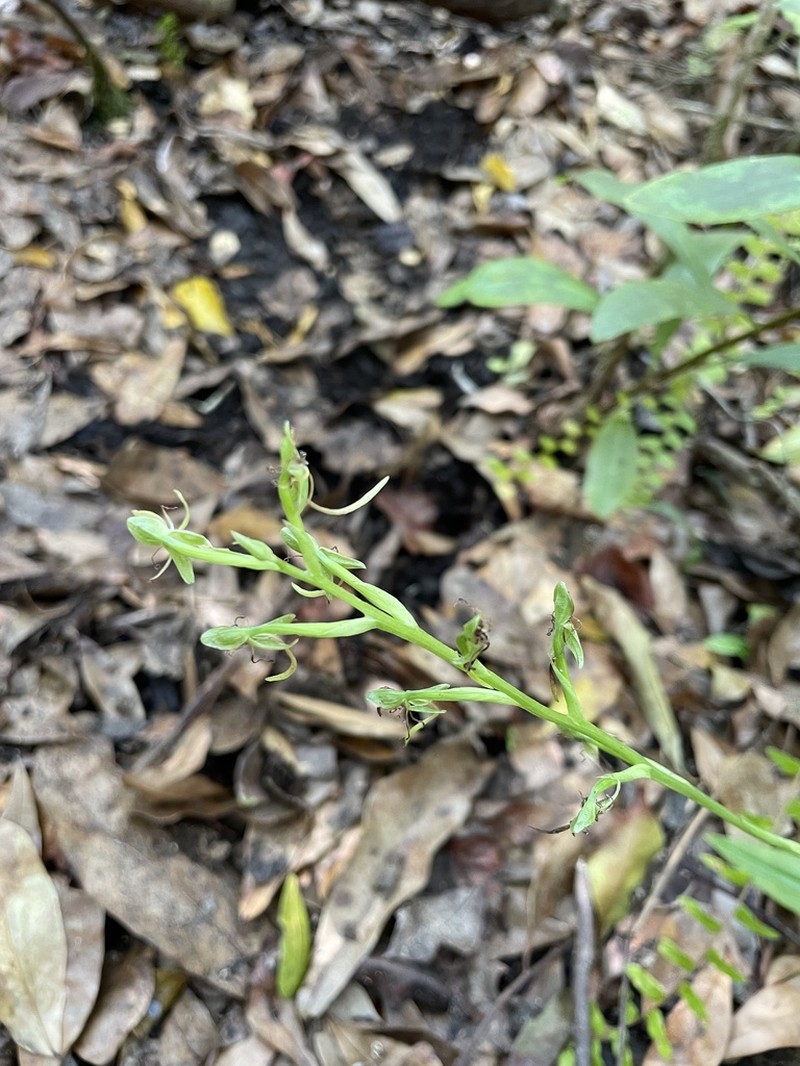 Hammock Bog Orchid photo 5