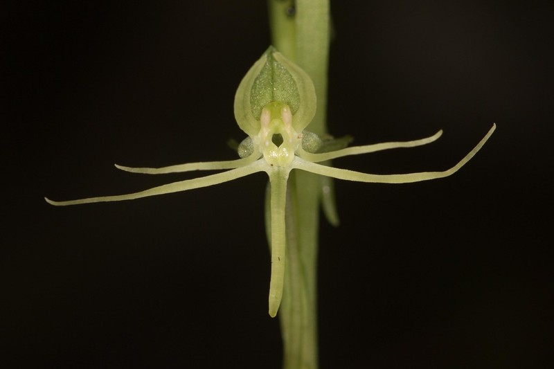 Hammock Bog Orchid photo 6