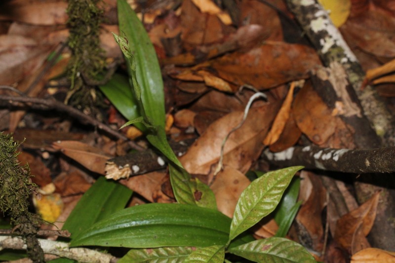 Hammock Bog Orchid photo 7