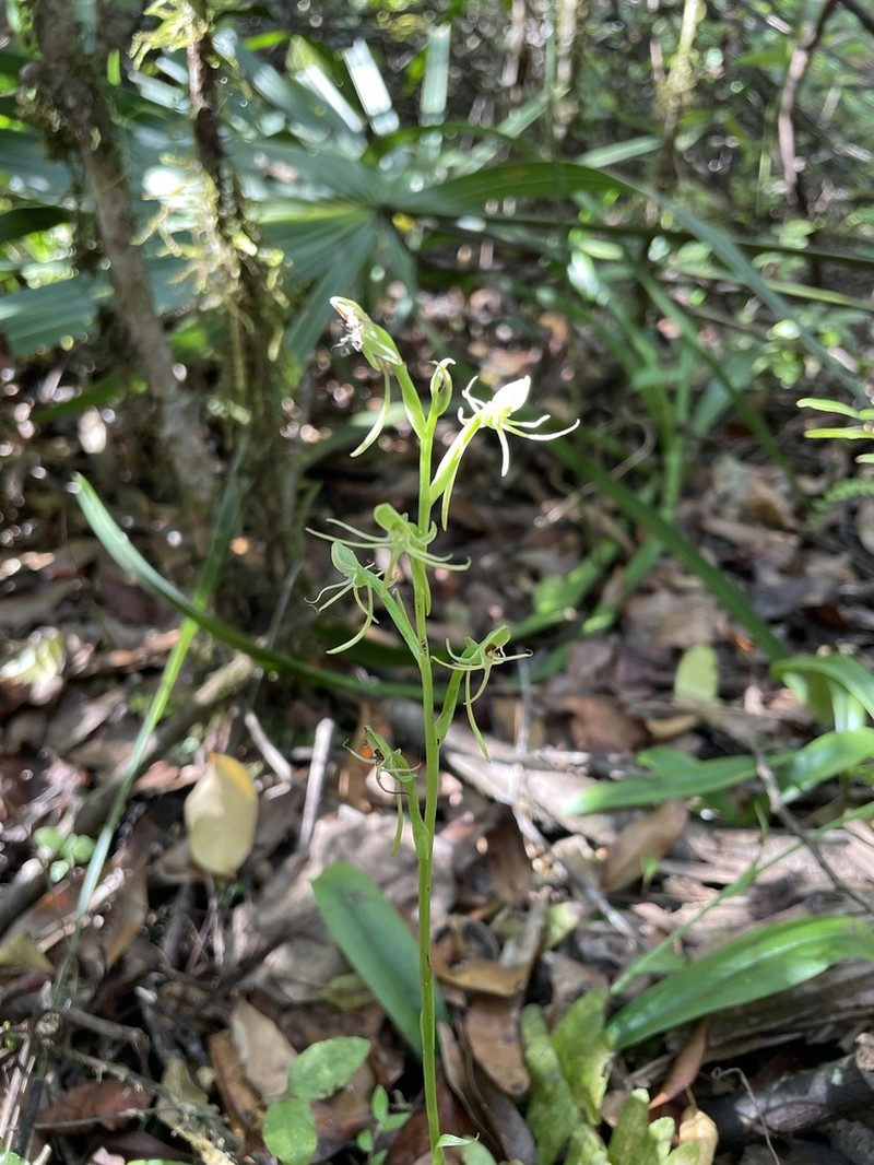 Hammock Bog Orchid photo 8