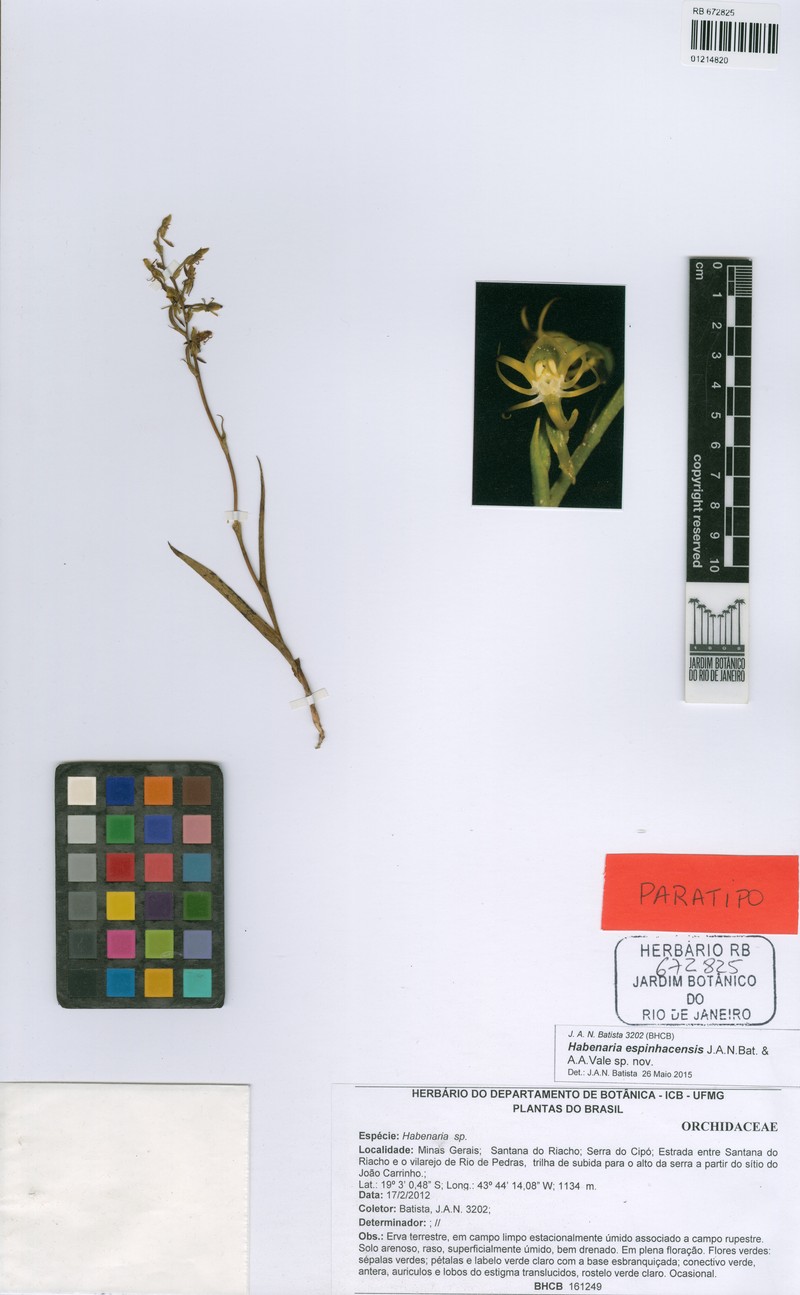 Habenaria espinhacensis