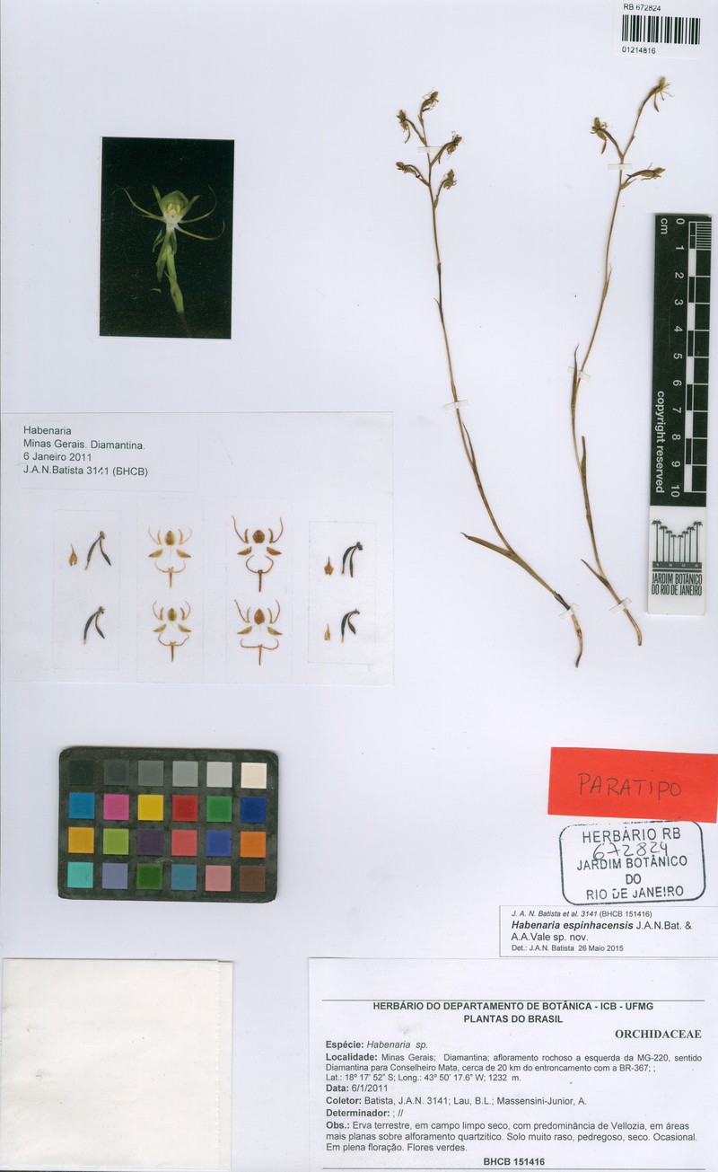 Habenaria espinhacensis photo 2