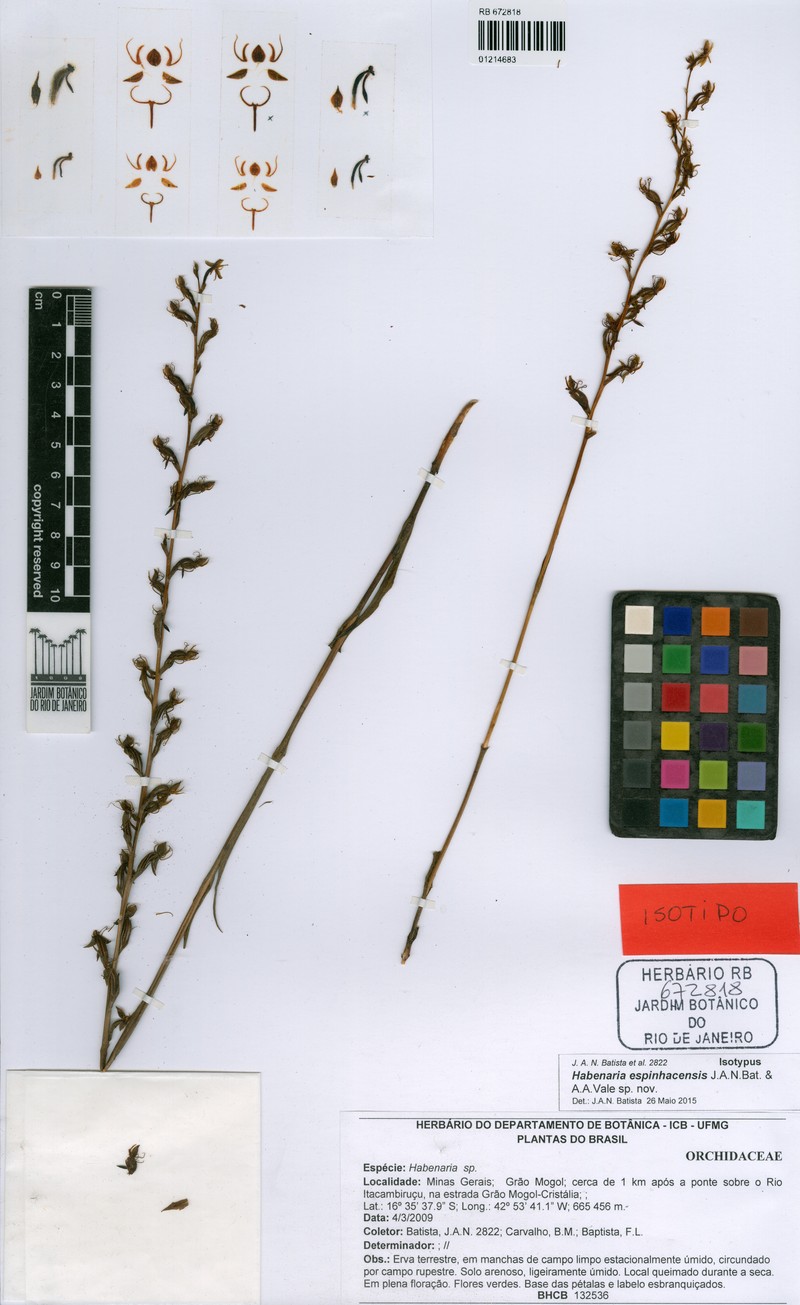 Habenaria espinhacensis photo 3