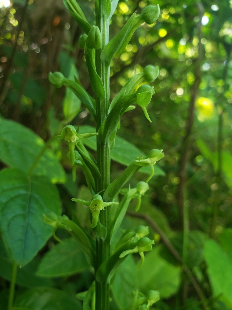 Woodland Bog Orchid