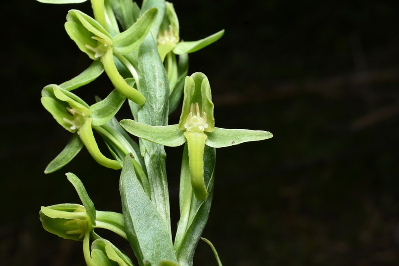 Woodland Bog Orchid photo 2