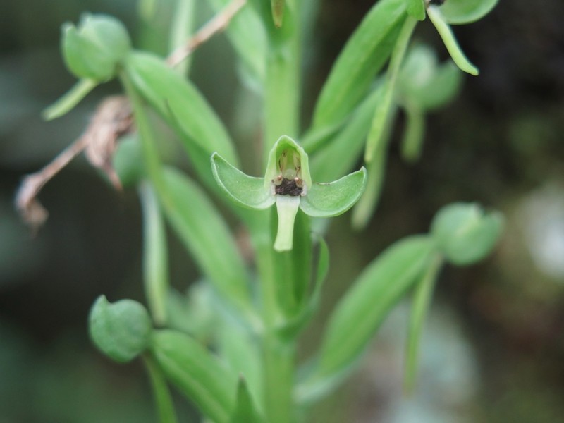 Woodland Bog Orchid photo 3