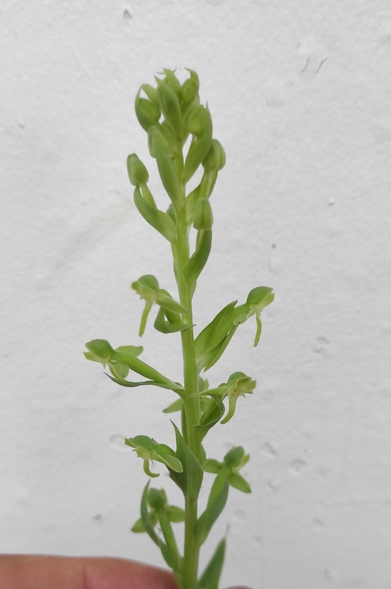 Woodland Bog Orchid photo 4
