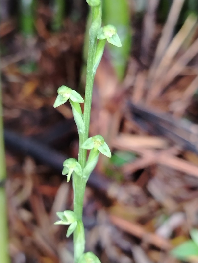 Woodland Bog Orchid photo 5