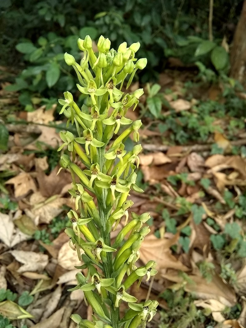Woodland Bog Orchid photo 6