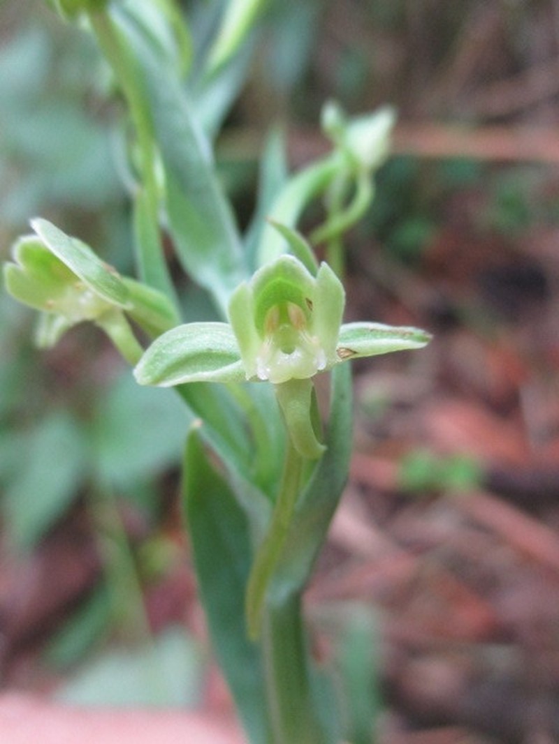 Woodland Bog Orchid photo 8