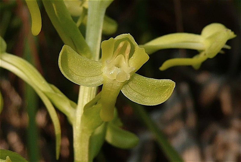 Toothpetal Bog Orchid