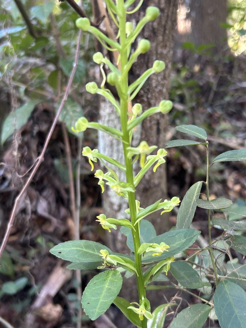 Toothpetal Bog Orchid photo 3