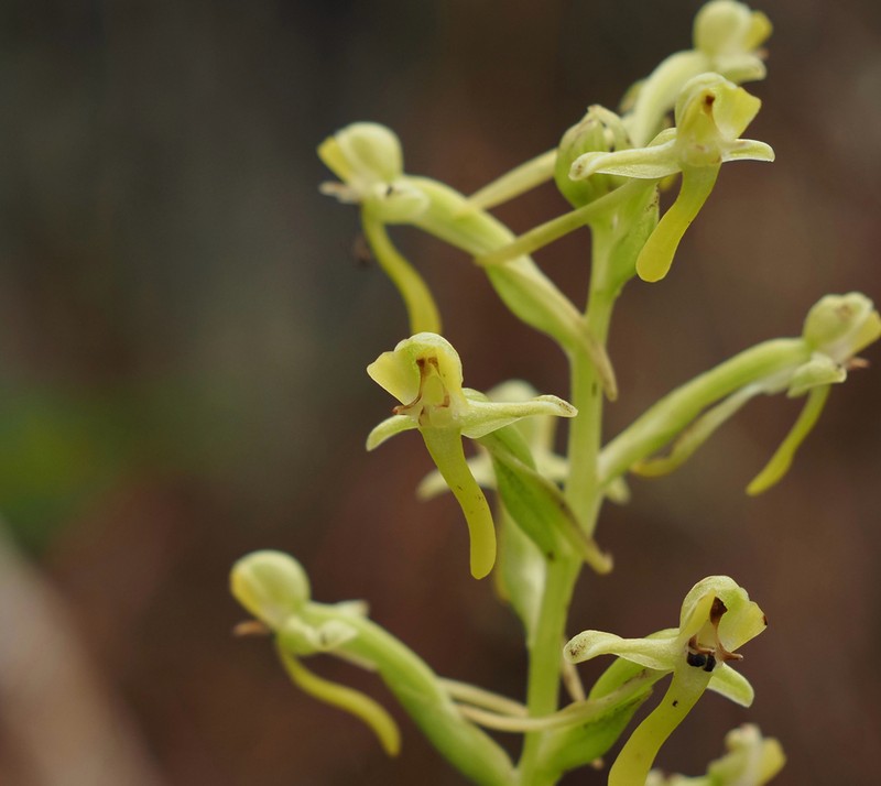 Toothpetal Bog Orchid photo 4