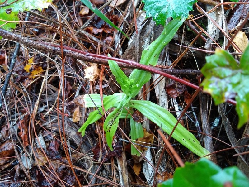 Toothpetal Bog Orchid photo 7