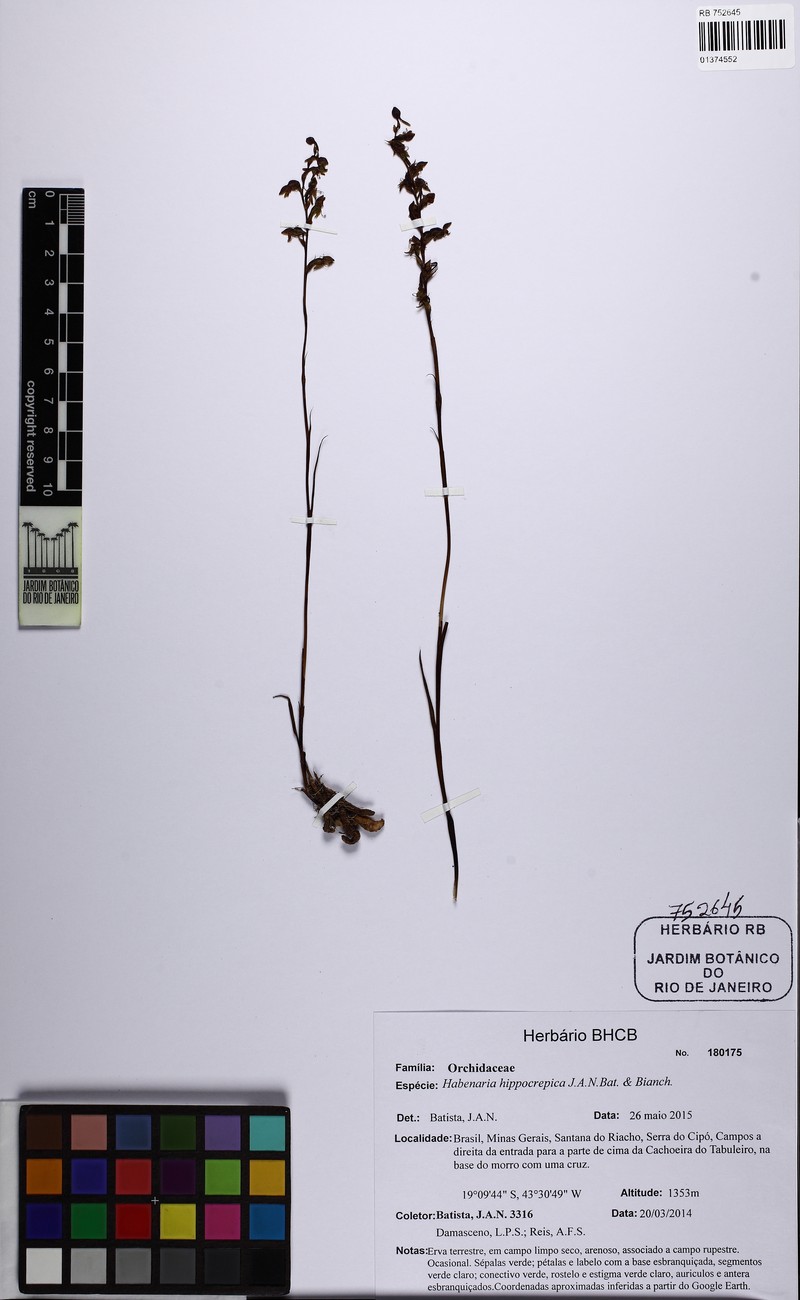 Habenaria hippocrepica