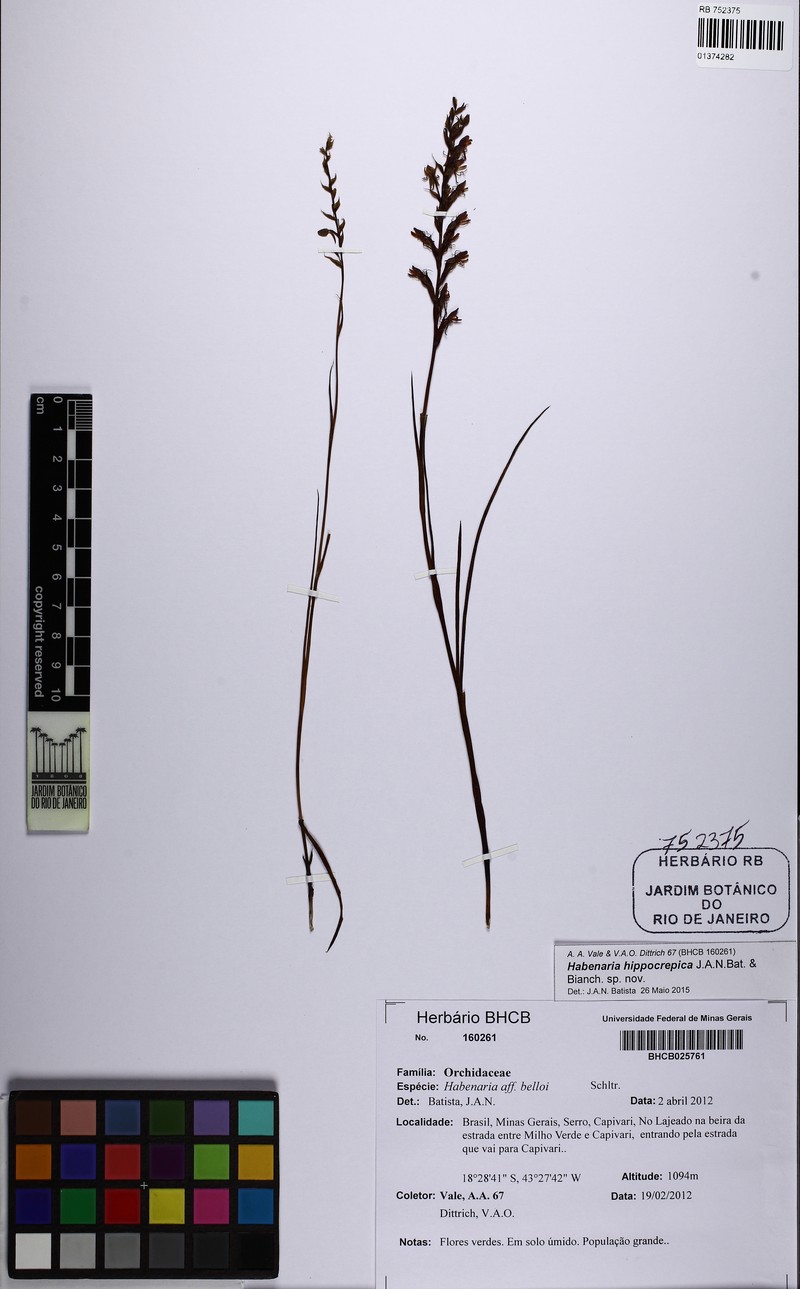 Habenaria hippocrepica photo 2