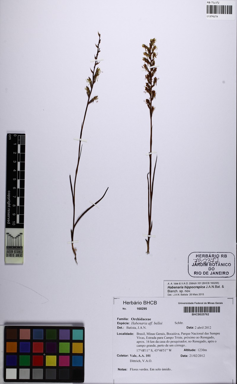 Habenaria hippocrepica photo 3