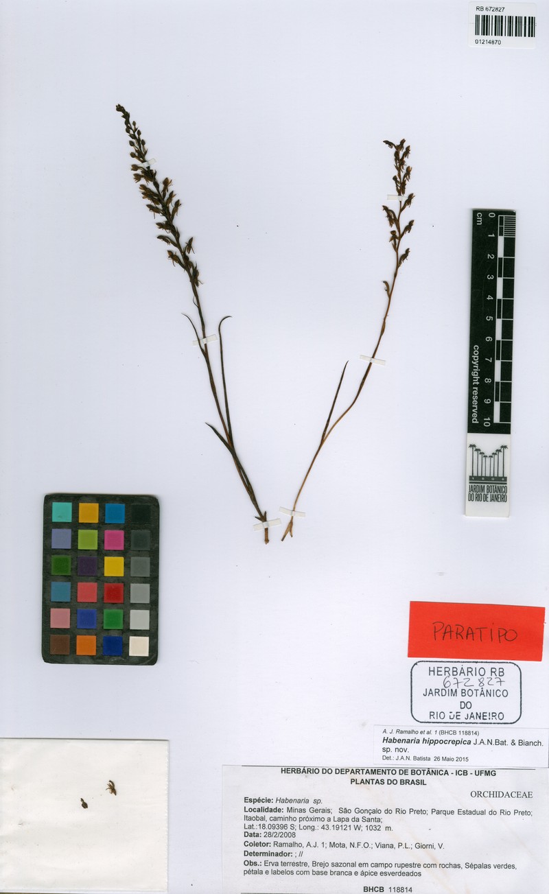 Habenaria hippocrepica photo 4