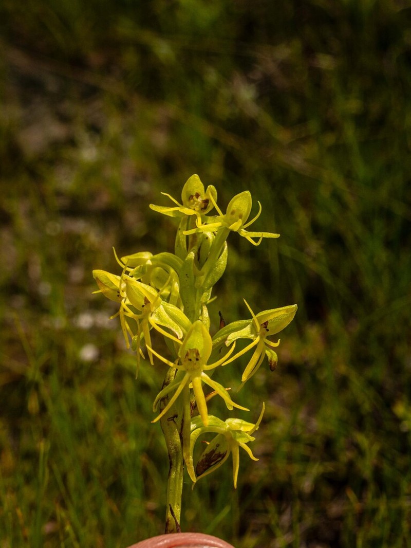 Habenaria hygrophila photo 2