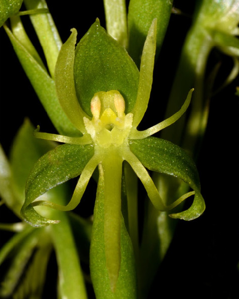 Habenaria karstica