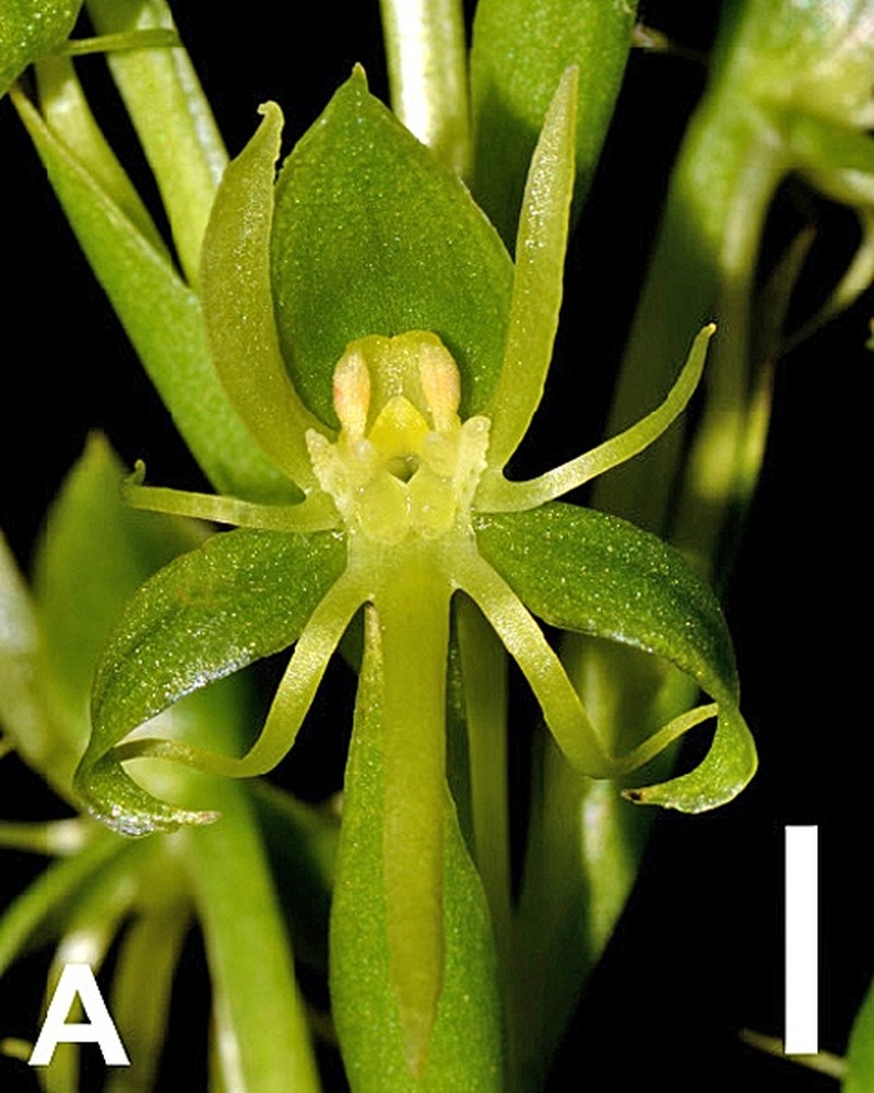 Habenaria karstica photo 2