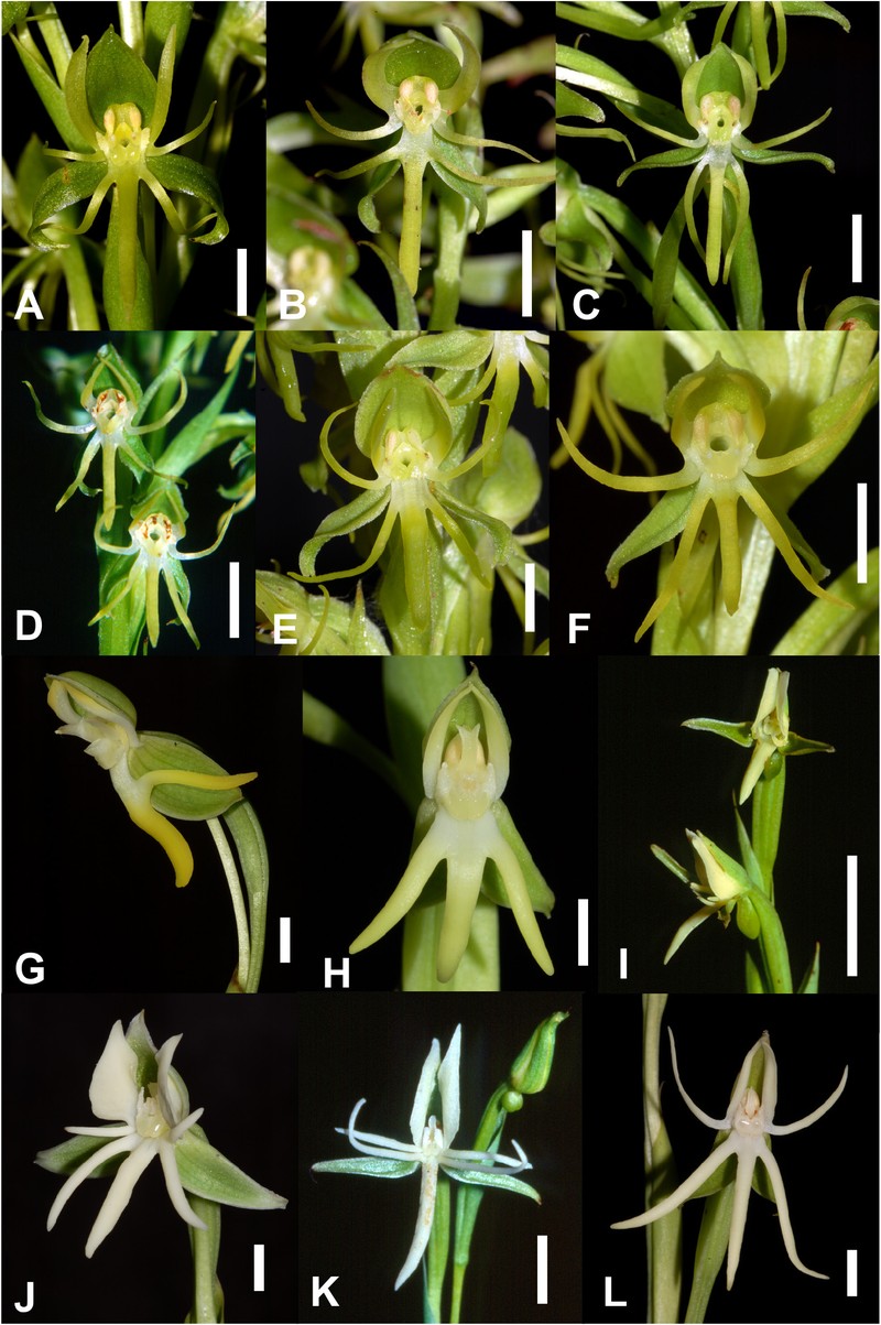 Habenaria karstica photo 3