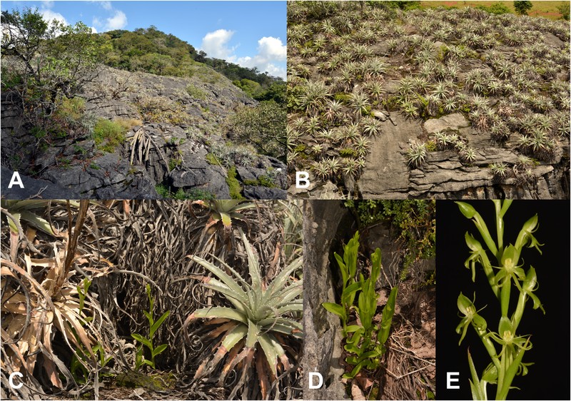 Habenaria karstica photo 4