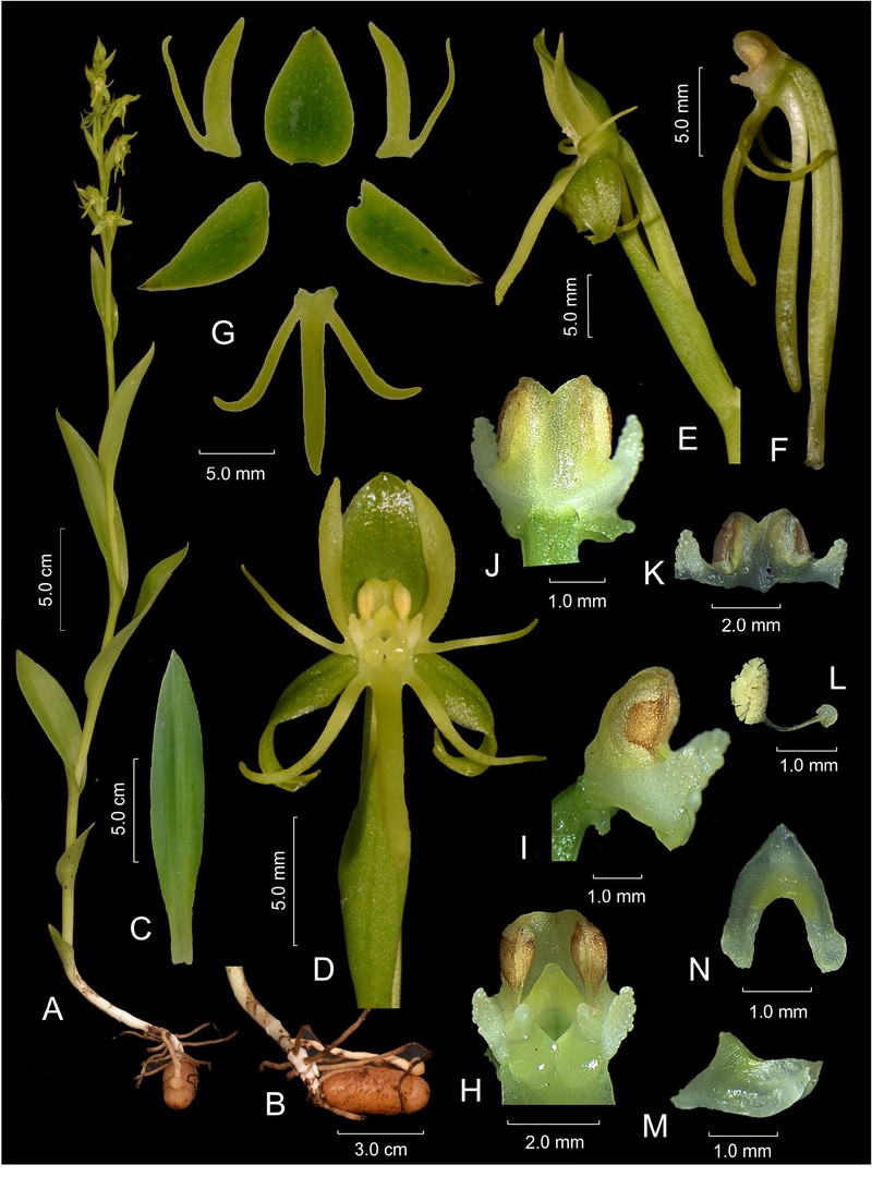 Habenaria karstica photo 5