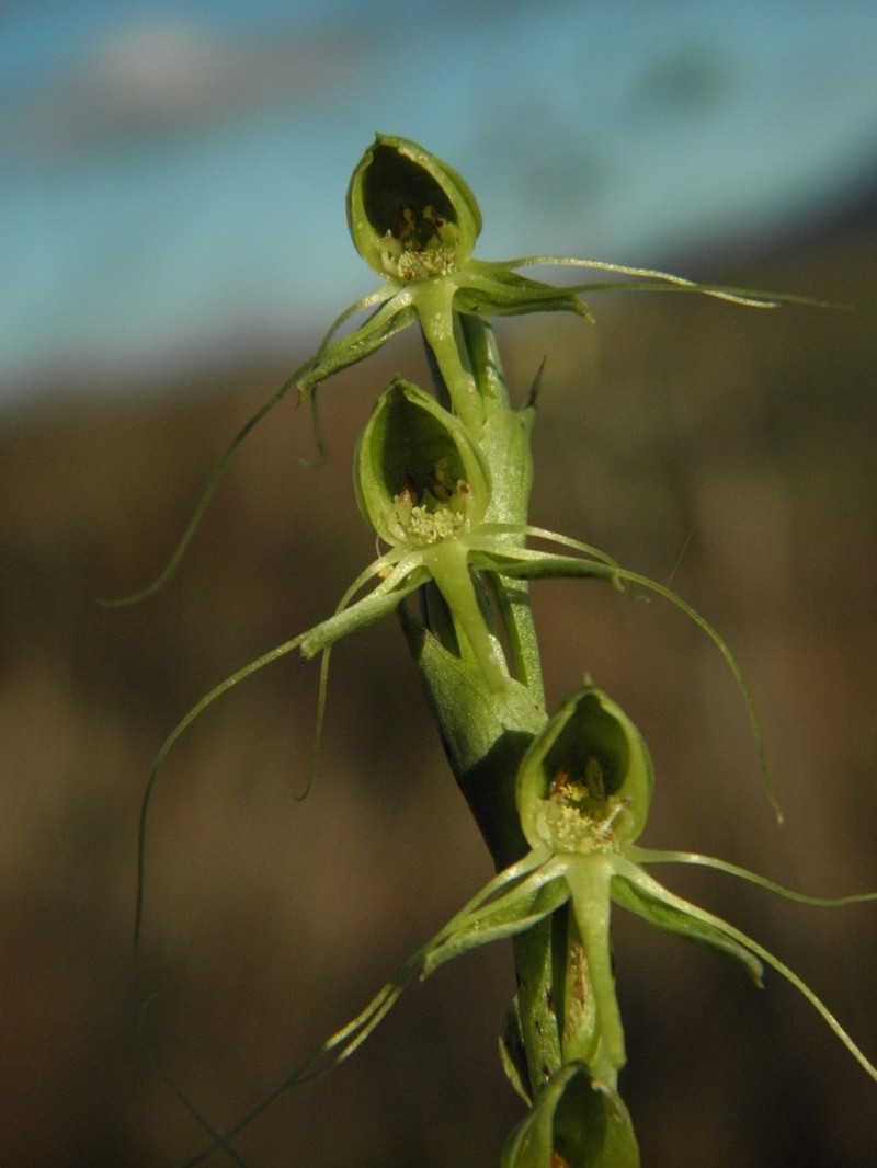 Habenaria longissima