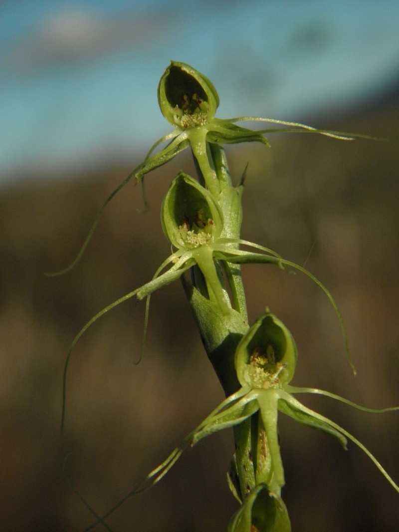 Habenaria longissima photo 2