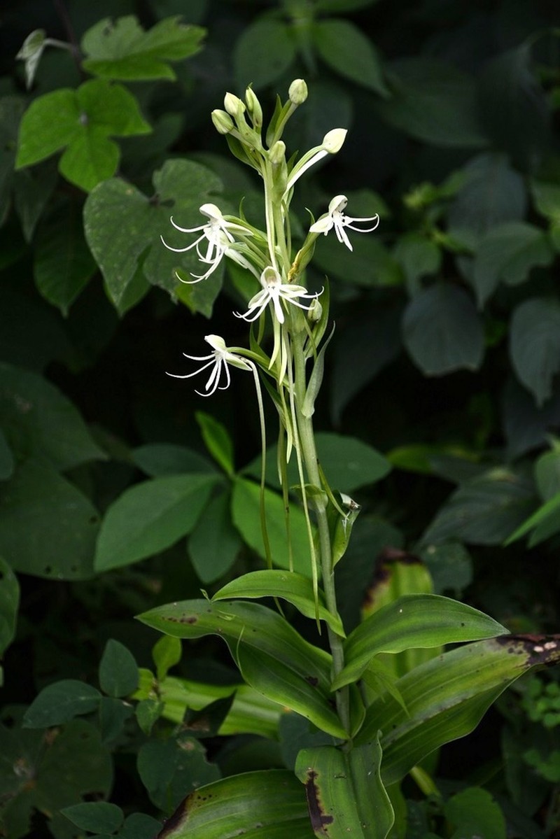 Big-Horn Bog Orchid