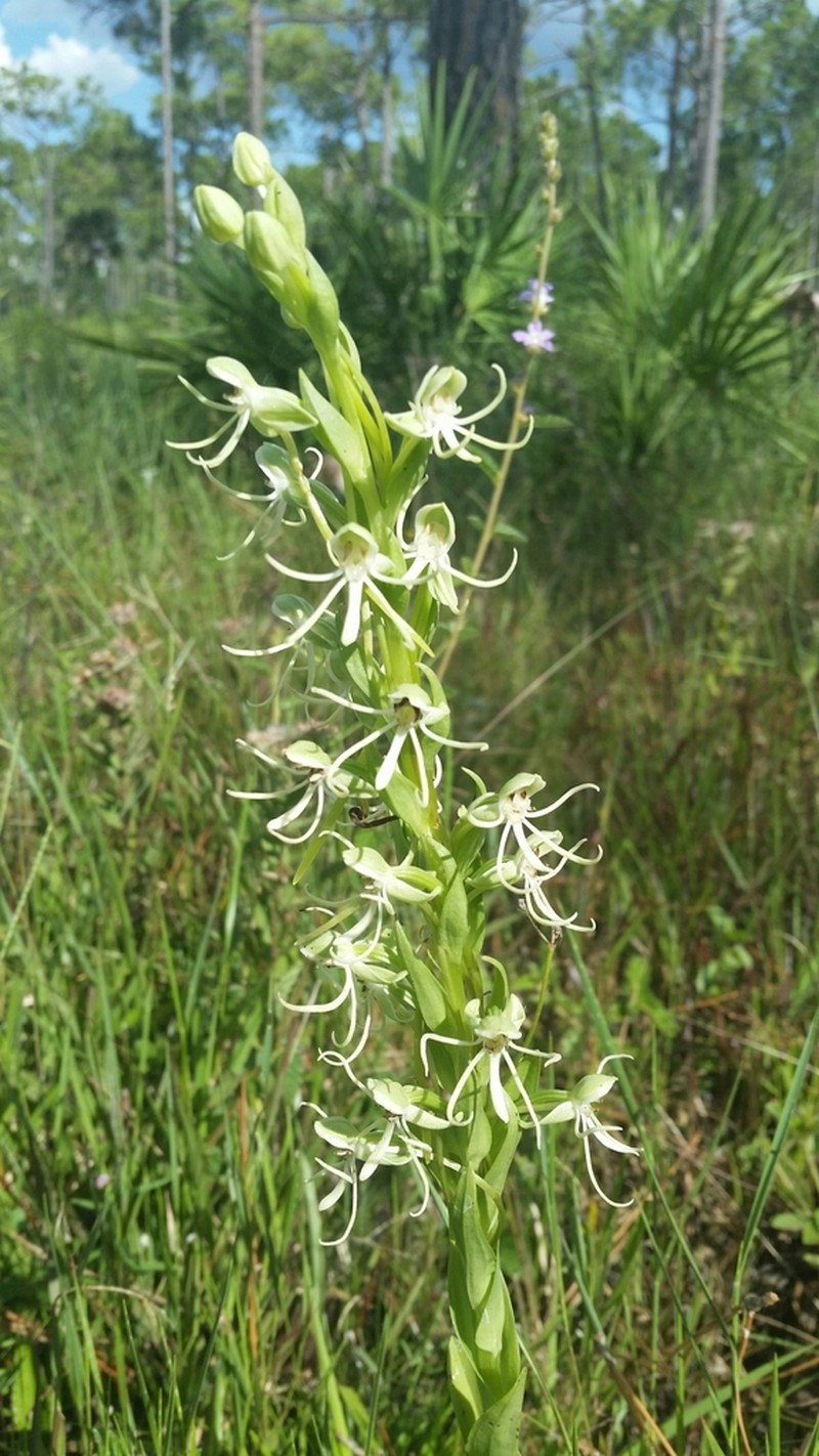 Big-Horn Bog Orchid