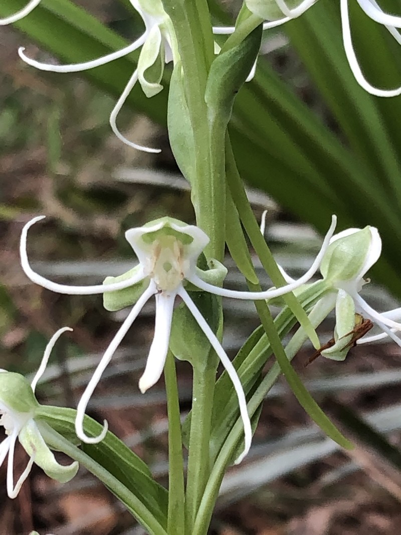 Big-Horn Bog Orchid photo 2